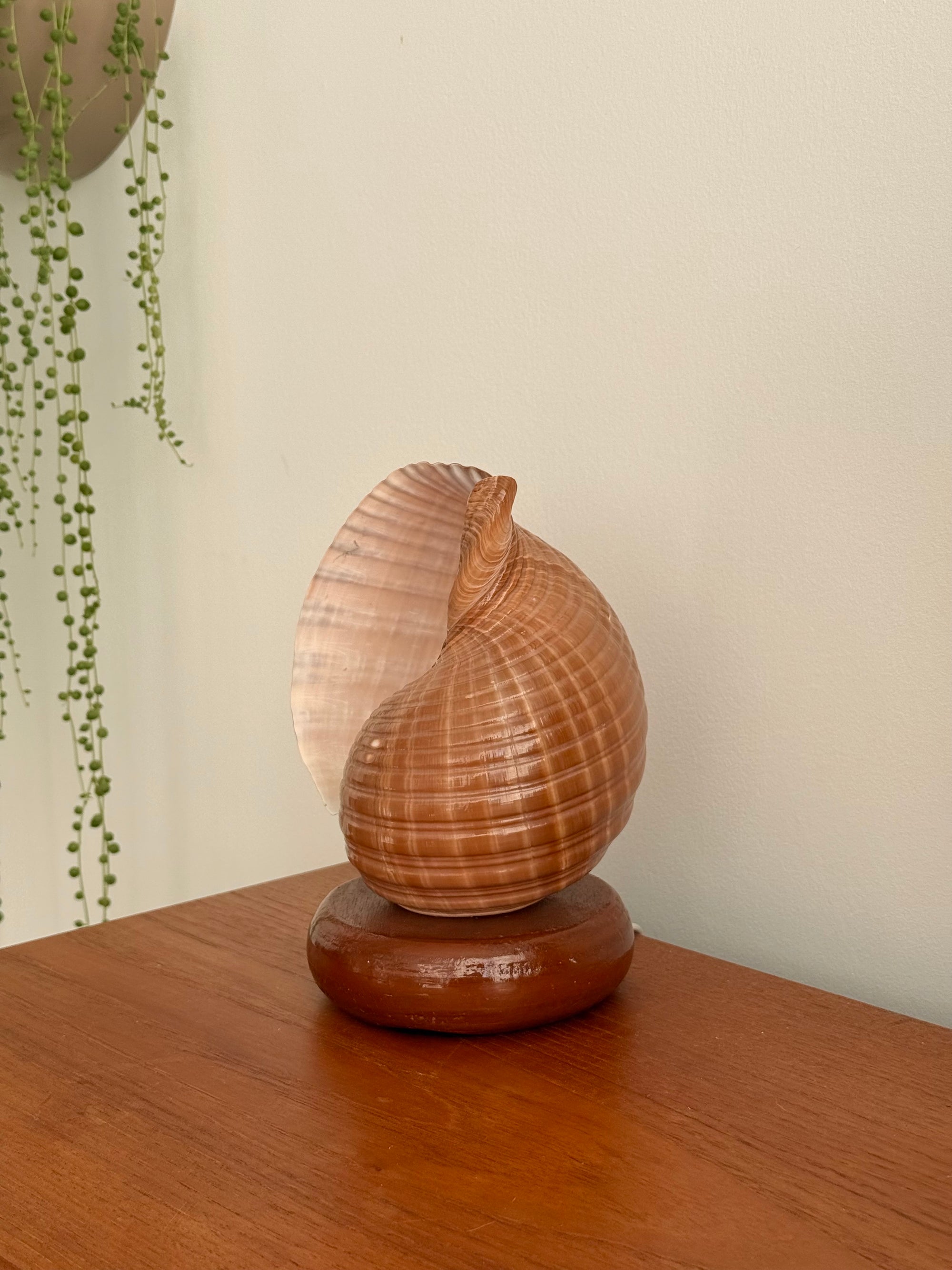 Shell Lamp c.1970