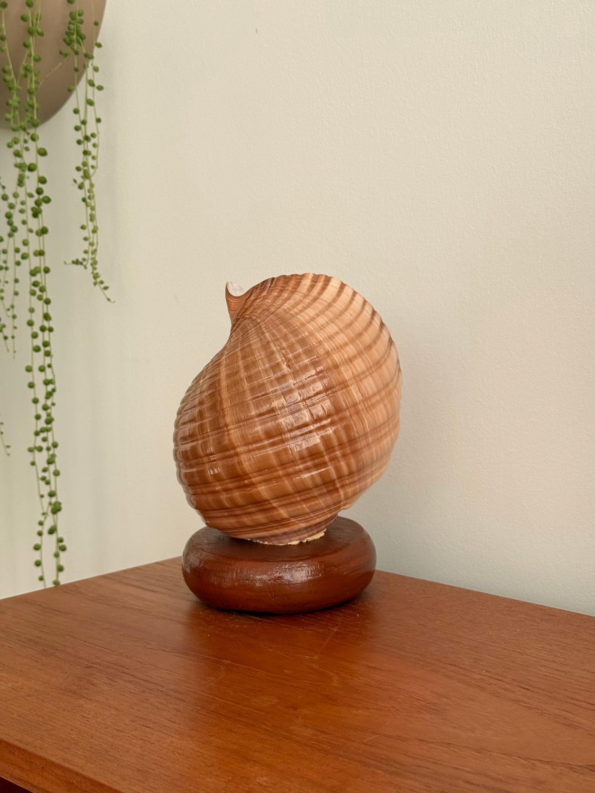Shell Lamp c.1970