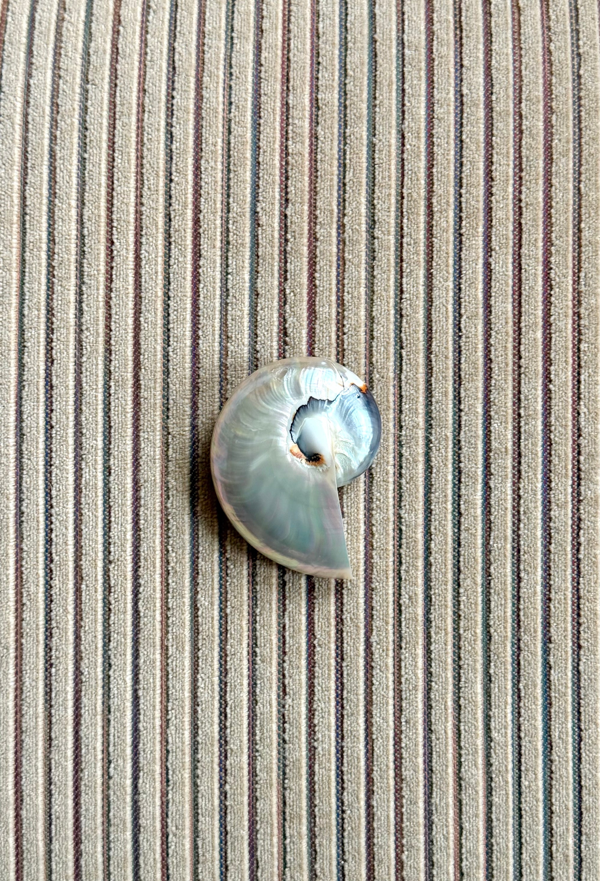 Nautilus Brooch