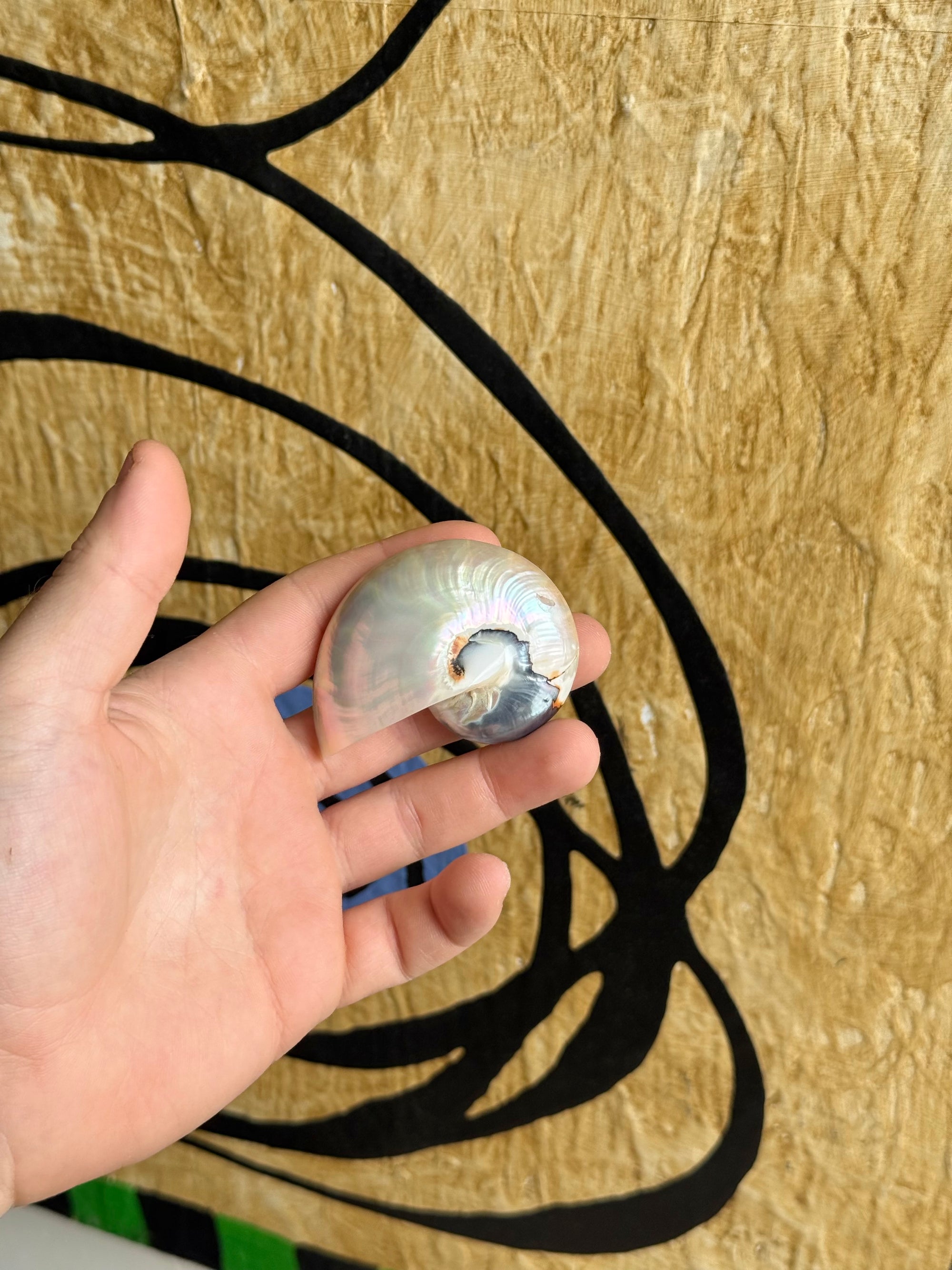 Nautilus Brooch